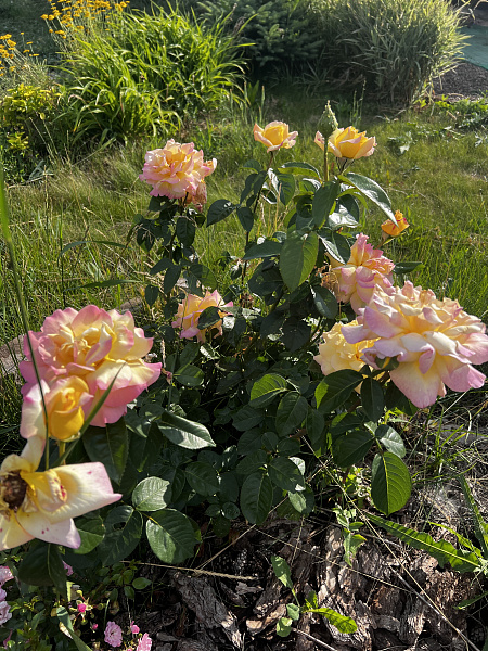 Объект, 100 кв. м, Оренбург, дачный массив Ростоши-3, СНТ Малахит, Лазурная улица, 5025