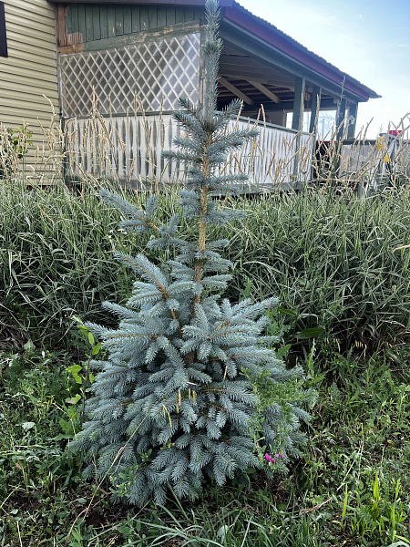 Объект, 100 кв. м, Оренбург, дачный массив Ростоши-3, СНТ Малахит, Лазурная улица, 5025