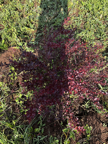 Объект, 100 кв. м, Оренбург, дачный массив Ростоши-3, СНТ Малахит, Лазурная улица, 5025